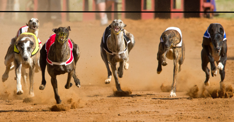 Dog Race Dirt